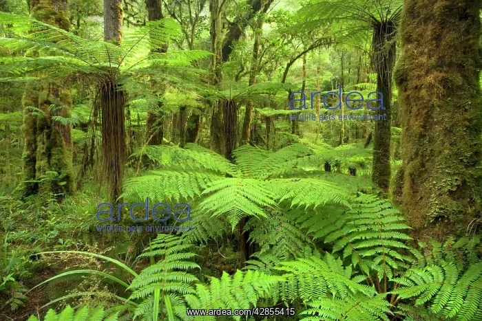 : pristine rainforest - with many tree fern and lush : pristine rainforest - with many tree fern and lush