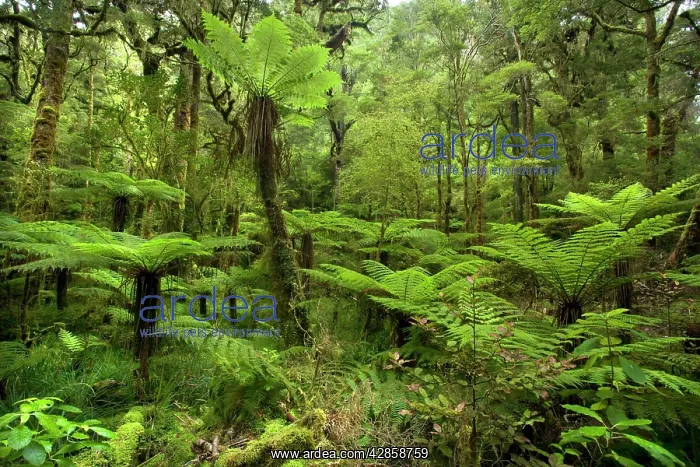 : pristine rainforest - with many tree ferns and : pristine rainforest - with many tree ferns and