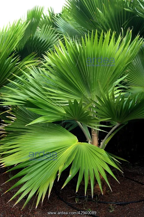  : Pritchardia munroii - Botanical Gardens