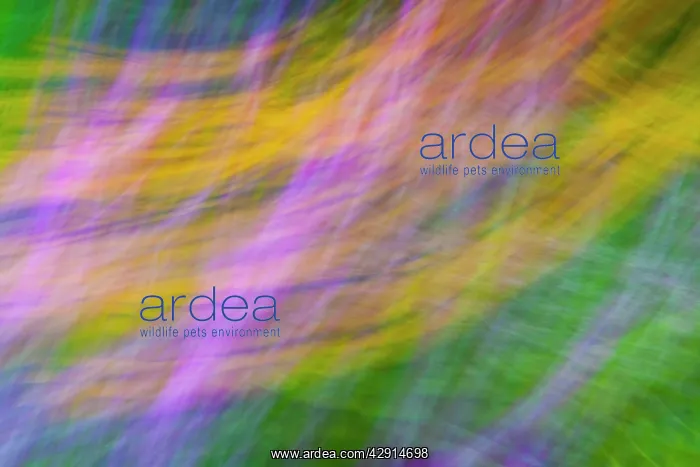 : Private Garden - abstract image of flower beds : Private Garden - abstract image of flower beds