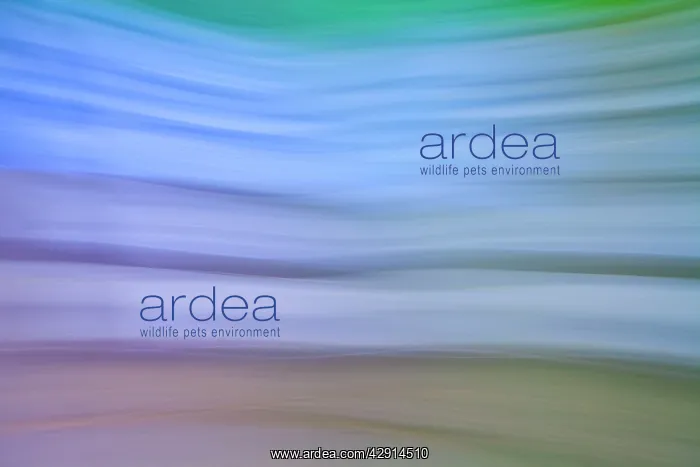 : Private Garden - a blurred abstract view of pond : Private Garden - a blurred abstract view of pond