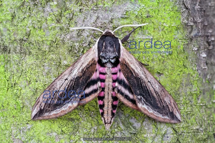 : Privet Hawk-moth : Privet Hawk-moth