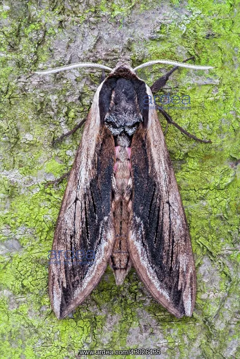 : Privet Hawk-moth : Privet Hawk-moth