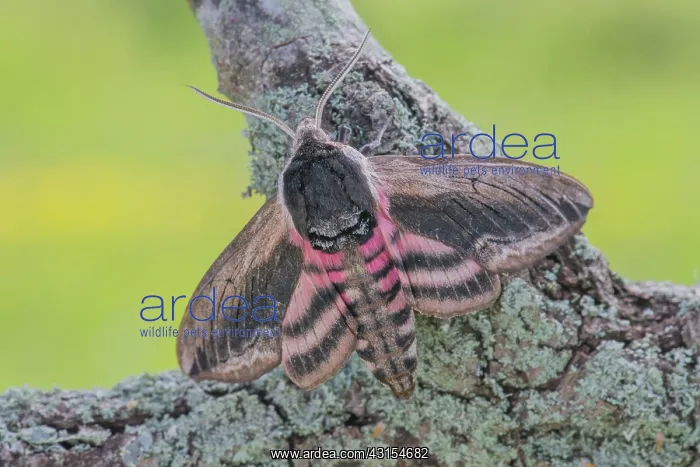 : Privet Hawk Moth : Privet Hawk Moth