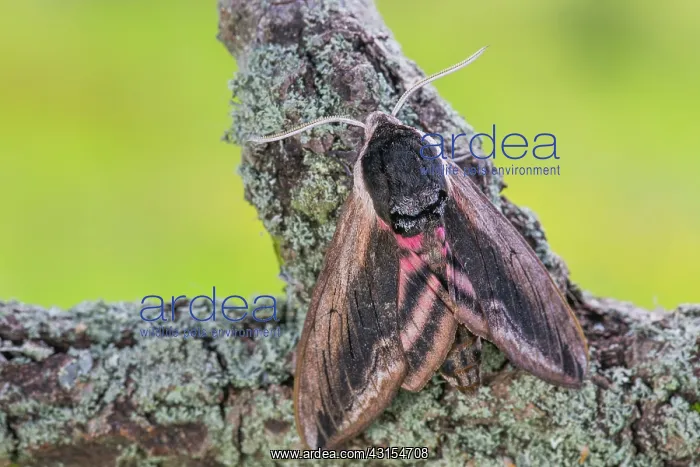 : Privet Hawk Moth : Privet Hawk Moth