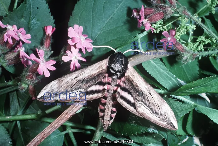 : PRIVET HAWK-MOTH : PRIVET HAWK-MOTH