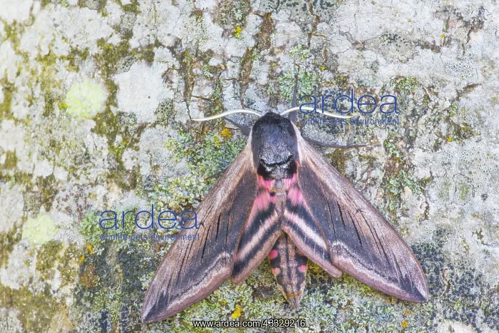 : Privet Hawk Moth : Privet Hawk Moth