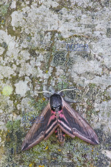 : Privet Hawk Moth : Privet Hawk Moth
