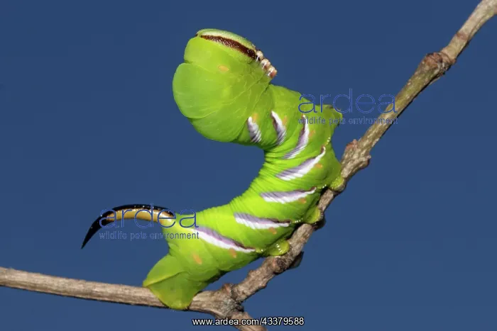 : Privet hawk moth caterpillar sitting on branch right : Privet hawk moth caterpillar sitting on branch right