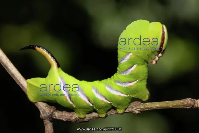 : Privet hawk moth Caterpillar sitting on brown twig : Privet hawk moth Caterpillar sitting on brown twig
