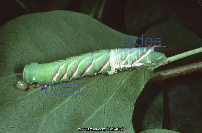: PRIVET HAWK-MOTH - Larvae / caterpillar moulting skin : PRIVET HAWK-MOTH - Larvae / caterpillar moulting skin