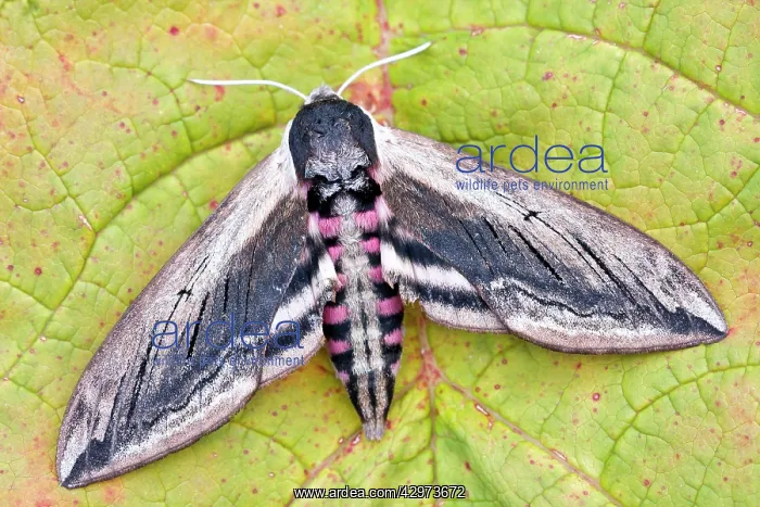 : Privet Hawk Moth at rest : Privet Hawk Moth at rest