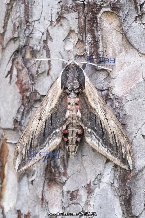  : Privet hawk-moth at rest, Norfolk UK