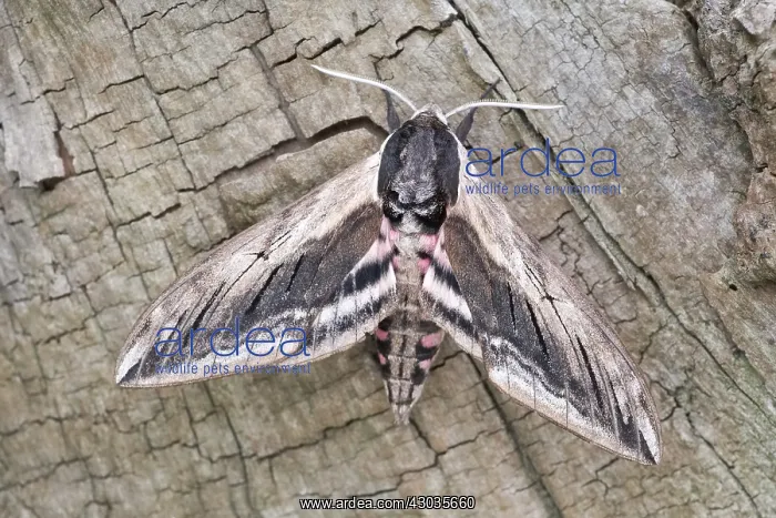  : Privet hawk-moth at rest, Norfolk UK