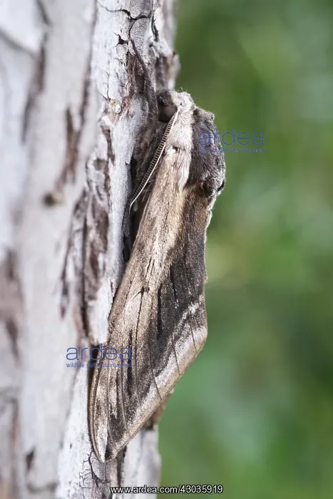  : Privet hawk-moth at rest, Norfolk UK