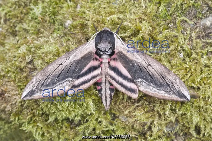  : Privet hawk-moth at rest, Norfolk UK