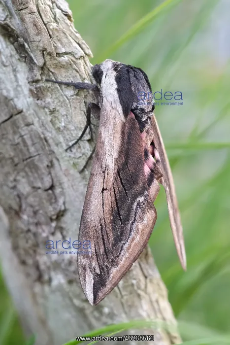  : Privet hawk moth at rest - Norfolk UK