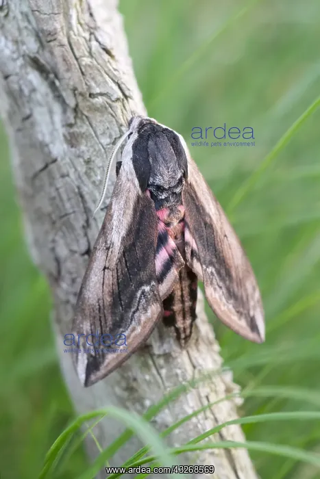 : Privet hawk moth at rest - Norfolk UK : Privet hawk moth at rest - Norfolk UK