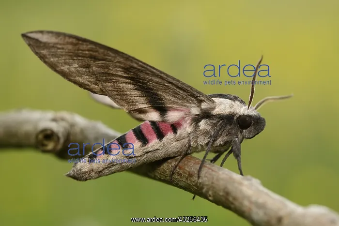 : Privet Hawk Moth (Sphinx ligustri) resting on a : Privet Hawk Moth (Sphinx ligustri) resting on a