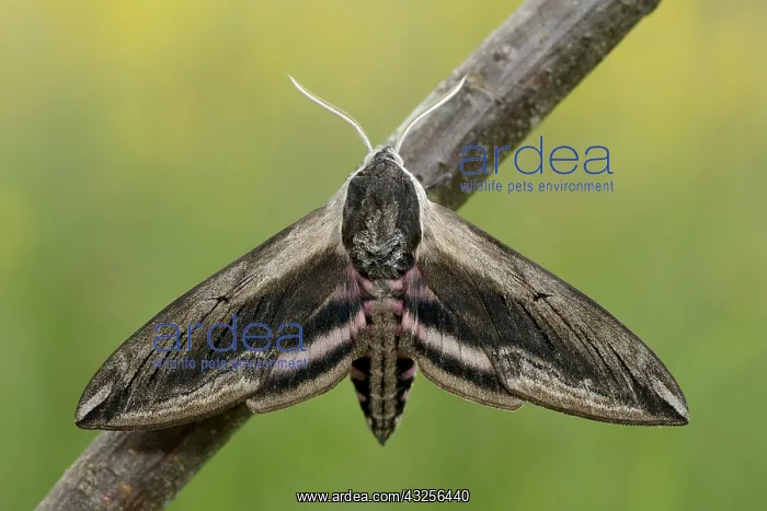 : Privet Hawk Moth (Sphinx ligustri) resting on a : Privet Hawk Moth (Sphinx ligustri) resting on a