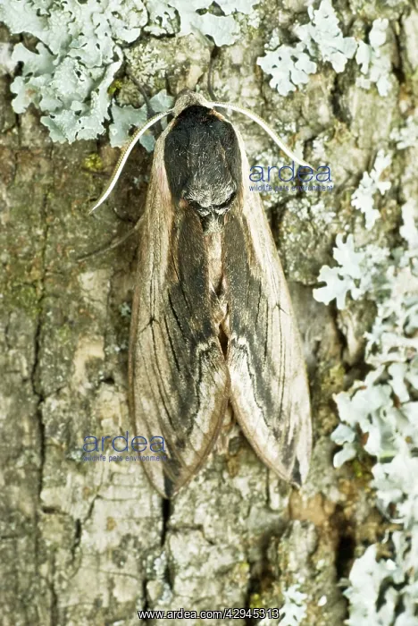  : Privet hawk - Resting on tree trunk