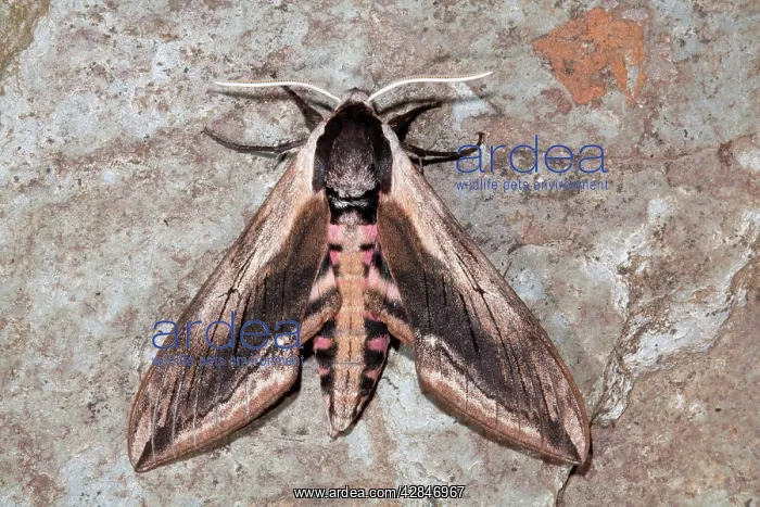 : Privet Hawkmoth : Privet Hawkmoth