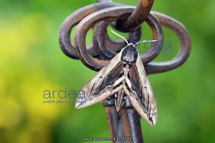  : Privet Hawkmoth