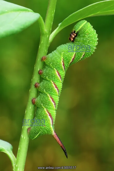 : Privet Hawkmoth caterpillar : Privet Hawkmoth caterpillar