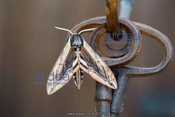 : Privet Hawkmoth - Garden Ornament : Privet Hawkmoth - Garden Ornament