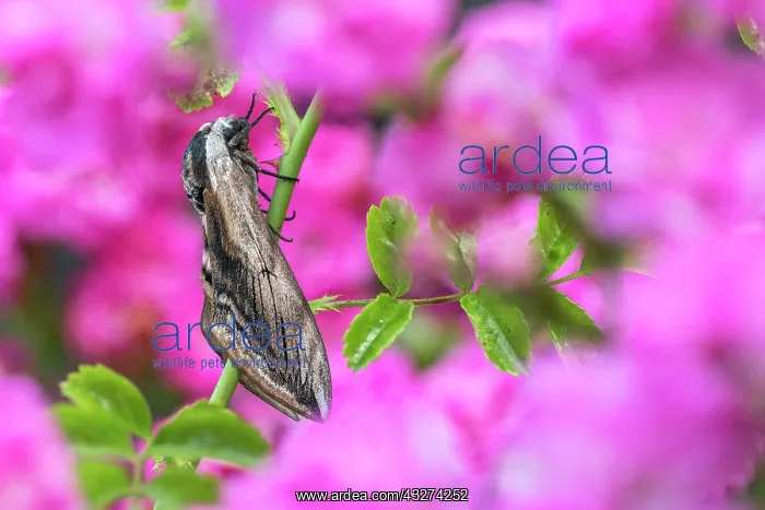 : Privet Hawkmoth - on Rose - UK : Privet Hawkmoth - on Rose - UK