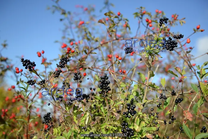 : Privet (Ligustrum vulgare) and Dog Rose (Rosa canina) : Privet (Ligustrum vulgare) and Dog Rose (Rosa canina)