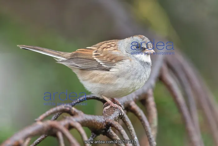 : Probable White-throated Sparrow / Dark-eyed Junco Hybrid. Hamd : Probable White-throated Sparrow / Dark-eyed Junco Hybrid. Hamd