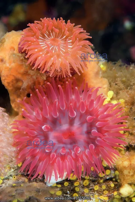 : Probably two different species of anemone the orange a brood : Probably two different species of anemone the orange a brood