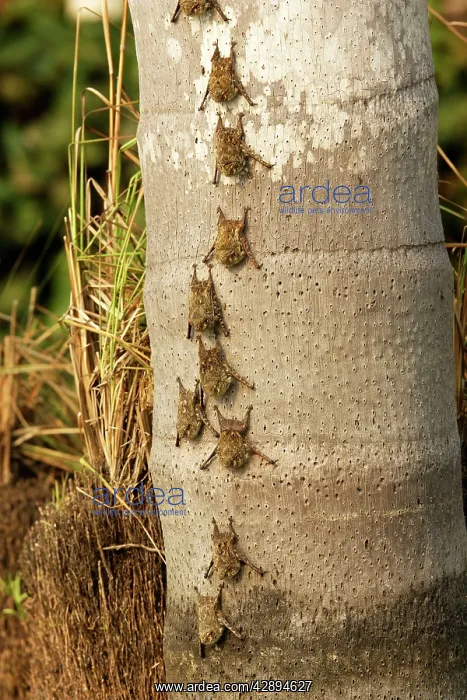: Proboscis Bat : Proboscis Bat