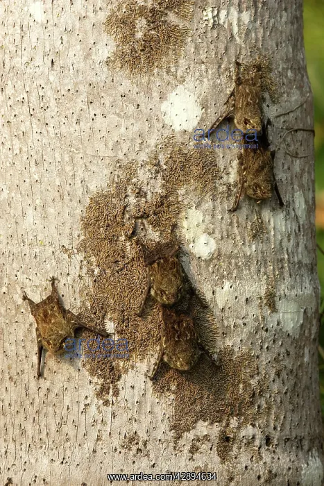 : Proboscis Bat : Proboscis Bat