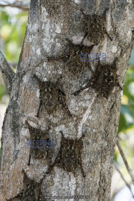 : Proboscis bat (Rhynchonycteris naso) on a trunk : Proboscis bat (Rhynchonycteris naso) on a trunk