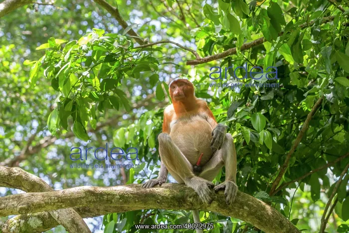 : Proboscis / Long-nosed Monkey : Proboscis / Long-nosed Monkey