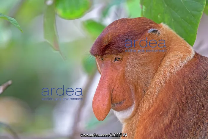 : Proboscis / Long-nosed Monkey : Proboscis / Long-nosed Monkey