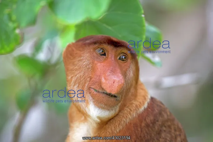 : Proboscis / Long-nosed Monkey : Proboscis / Long-nosed Monkey