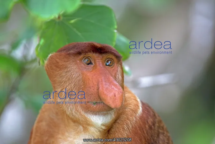 : Proboscis / Long-nosed Monkey : Proboscis / Long-nosed Monkey