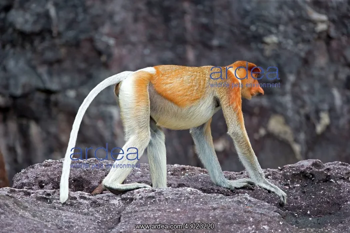 : Proboscis / Long-nosed Monkey : Proboscis / Long-nosed Monkey