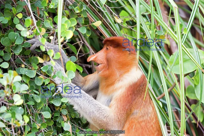 : Proboscis / Long-nosed Monkey : Proboscis / Long-nosed Monkey