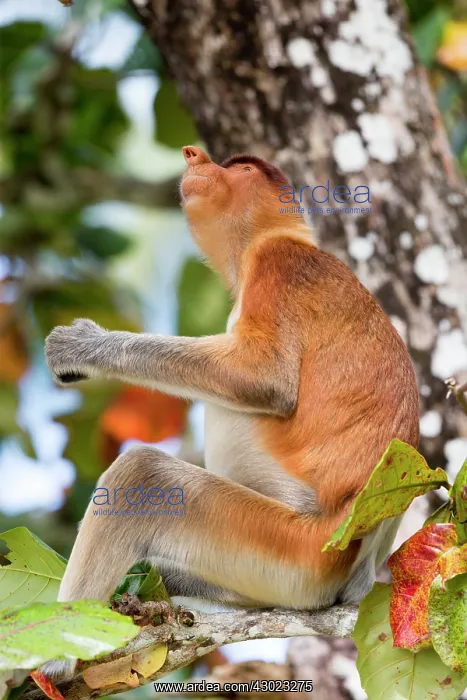 : Proboscis / Long-nosed Monkey : Proboscis / Long-nosed Monkey
