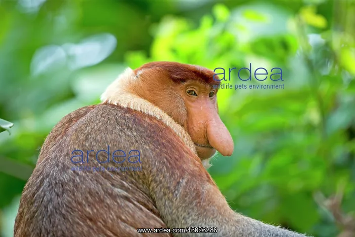 : Proboscis / Long-nosed Monkey : Proboscis / Long-nosed Monkey