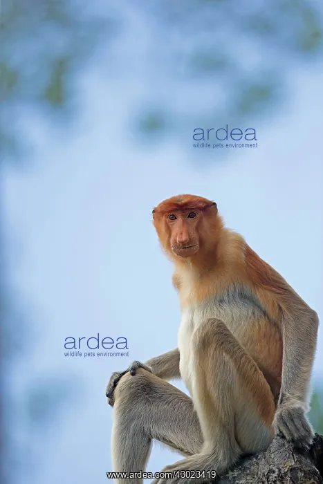 : Proboscis / Long-nosed Monkey : Proboscis / Long-nosed Monkey