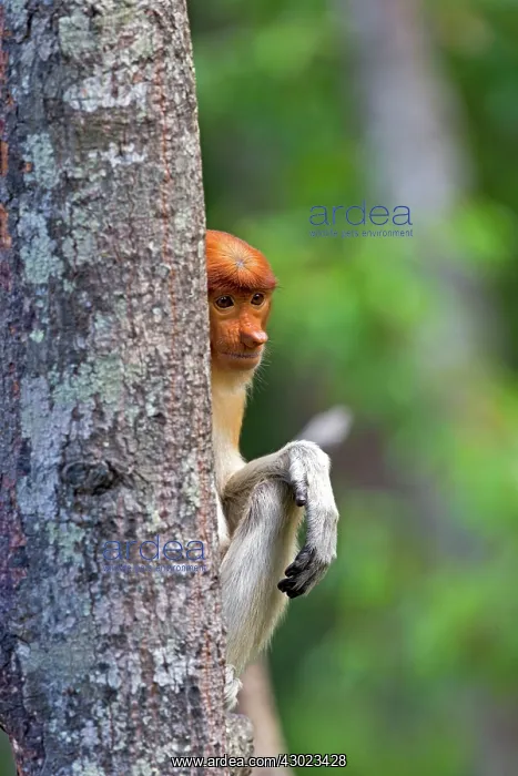 : Proboscis / Long-nosed Monkey : Proboscis / Long-nosed Monkey