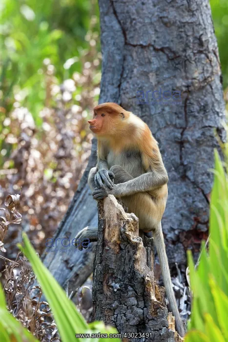 : Proboscis / Long-nosed Monkey : Proboscis / Long-nosed Monkey
