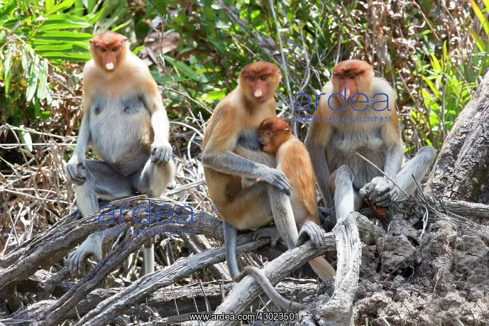  : Proboscis  /  Long-nosed Monkey