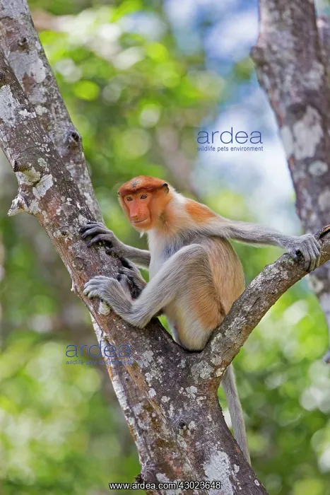 : Proboscis / Long-nosed Monkey : Proboscis / Long-nosed Monkey