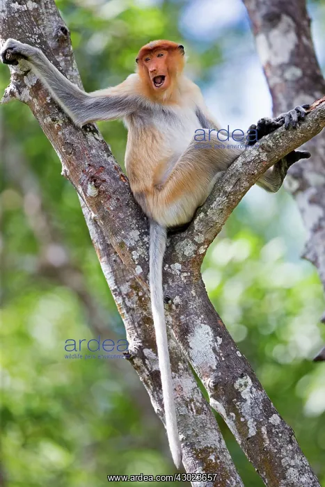 : Proboscis / Long-nosed Monkey : Proboscis / Long-nosed Monkey